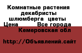 Комнатные растения, декабристы (шлюмберга) цветы › Цена ­ 300 - Все города  »    . Кемеровская обл.